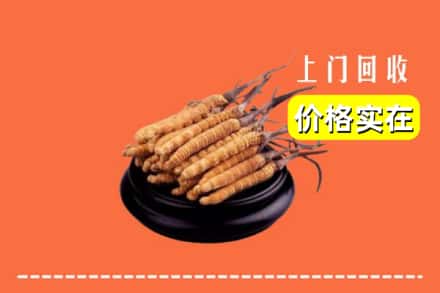 太原娄烦县回收冬虫夏草